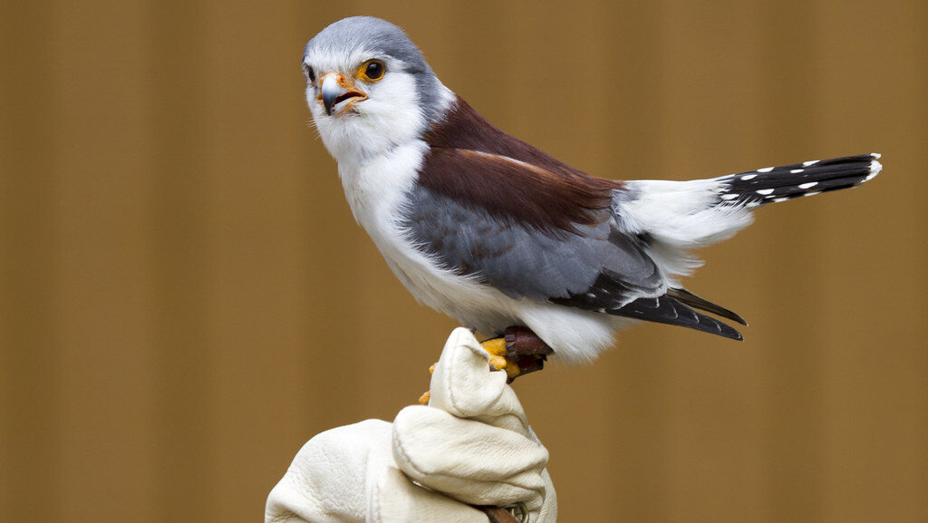Pygmy Falcon sitting on gloved hand