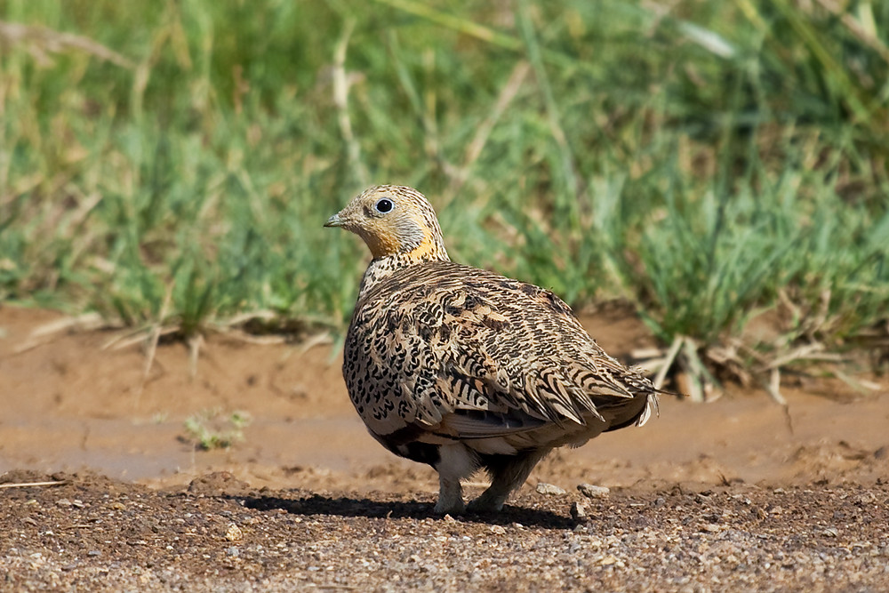 A Pallas's sandgrouse with patterned brown and black plumage stands on muddy ground.