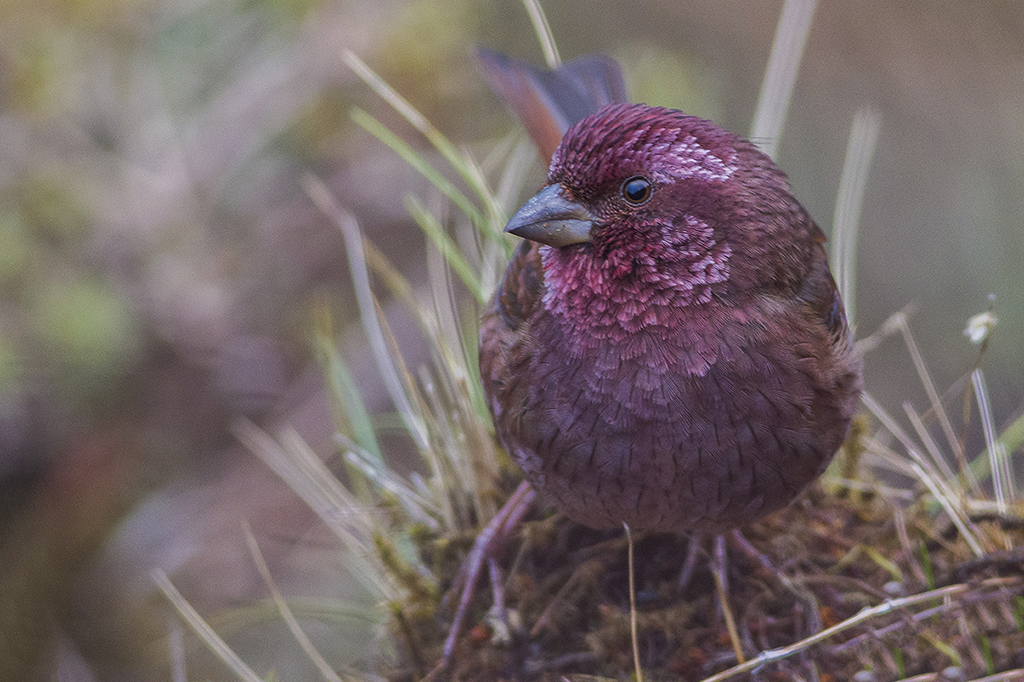 A Dark-rumped Rosefinch sits amidst sparse vegetation, showing its deep reddish plumage.