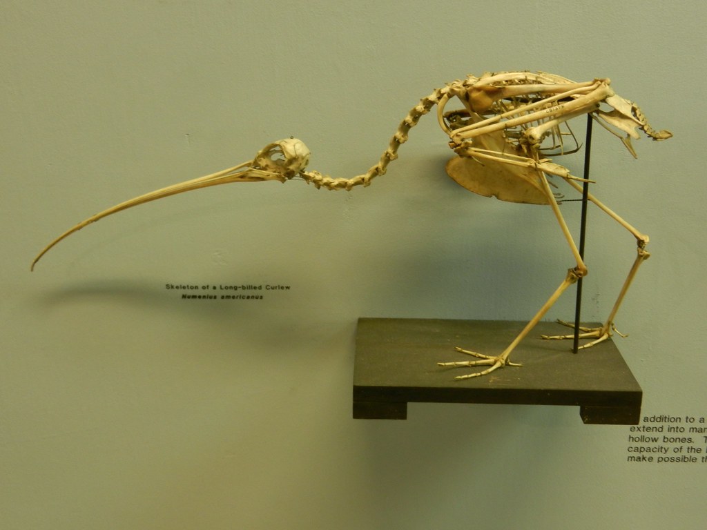 A mounted skeleton of an Apteryx australis, or kiwi bird, is displayed.