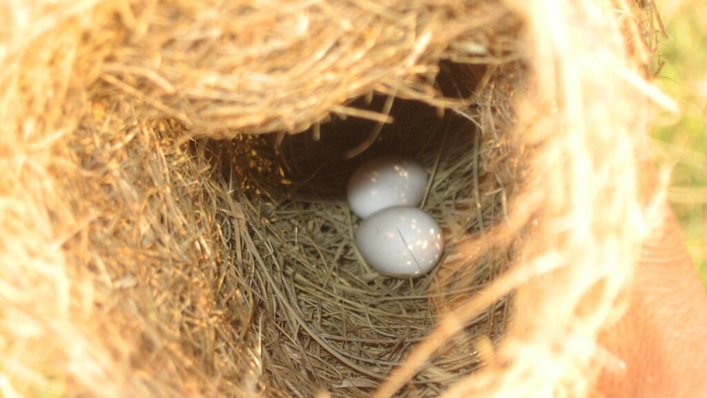 Baya weaver eggs resting inside a woven hanging nest