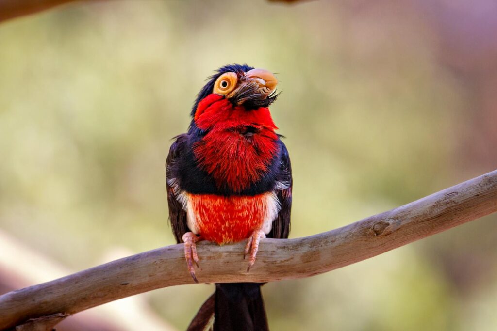 A colorful Bearded Barbet with red and black plumage perches on a branch.