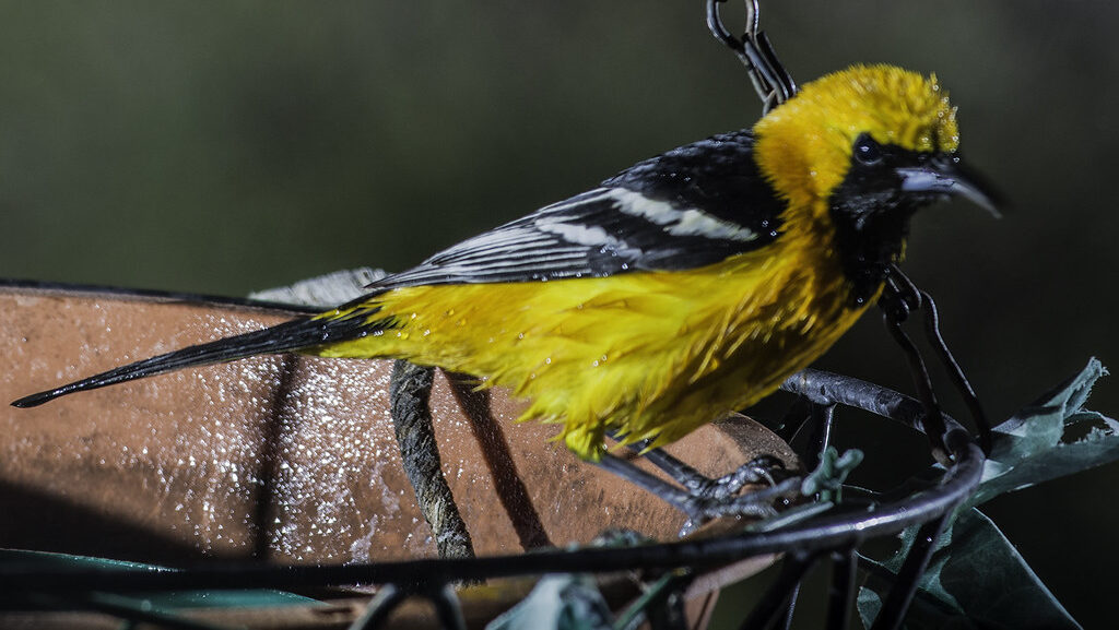 Oriole bird perched on the edge of a hanging bird bath