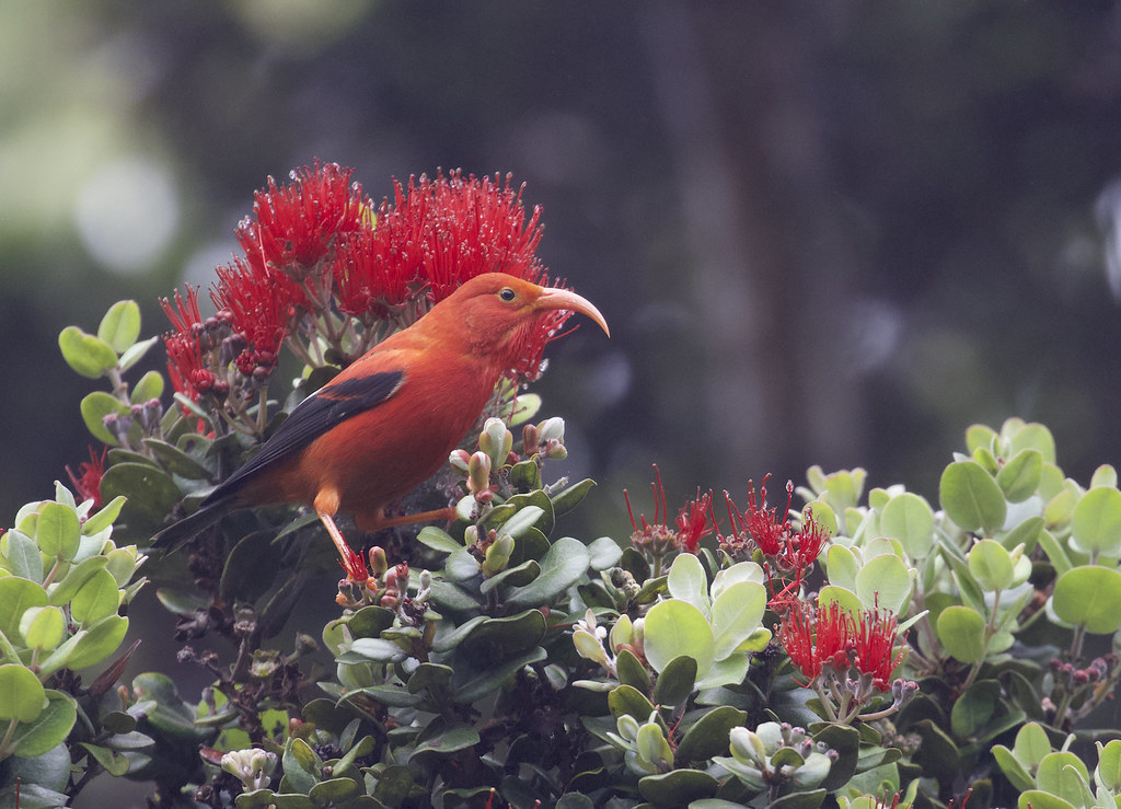 A vibrant red I'iwi bird with a curved beak perches among green leaves and red Lehua blossoms.