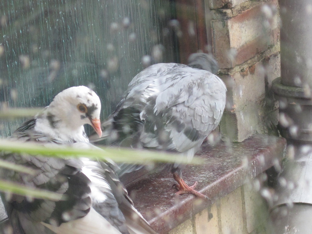 Two pigeons perch on a window ledge, seen through a rain-streaked window.