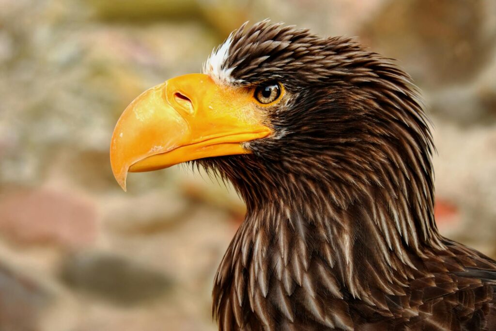 An eagle showcasing its sharp beak and striking feathers.