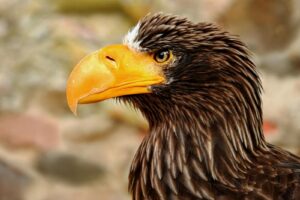 An eagle showcasing its sharp beak and striking feathers.
