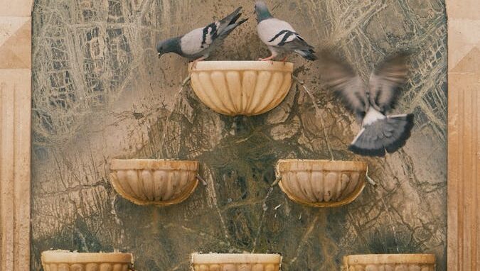 Pigeons perched on small decorative wall fountains