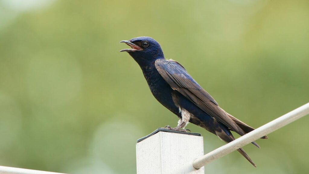 Purple swallow perched on top of a white metal post