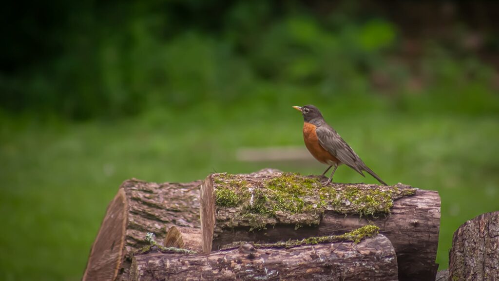 American Robin perched on a wooden mossy log in a backyard garden
