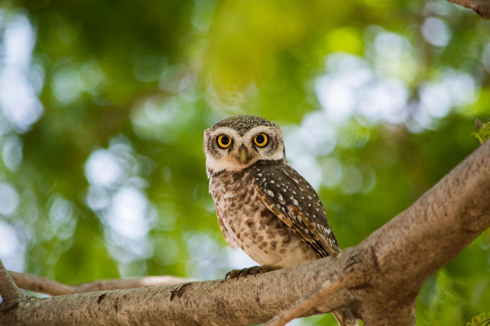 They Twist Like No Other — 5 Owls With Jaw-Dropping Flexibility - bird ...