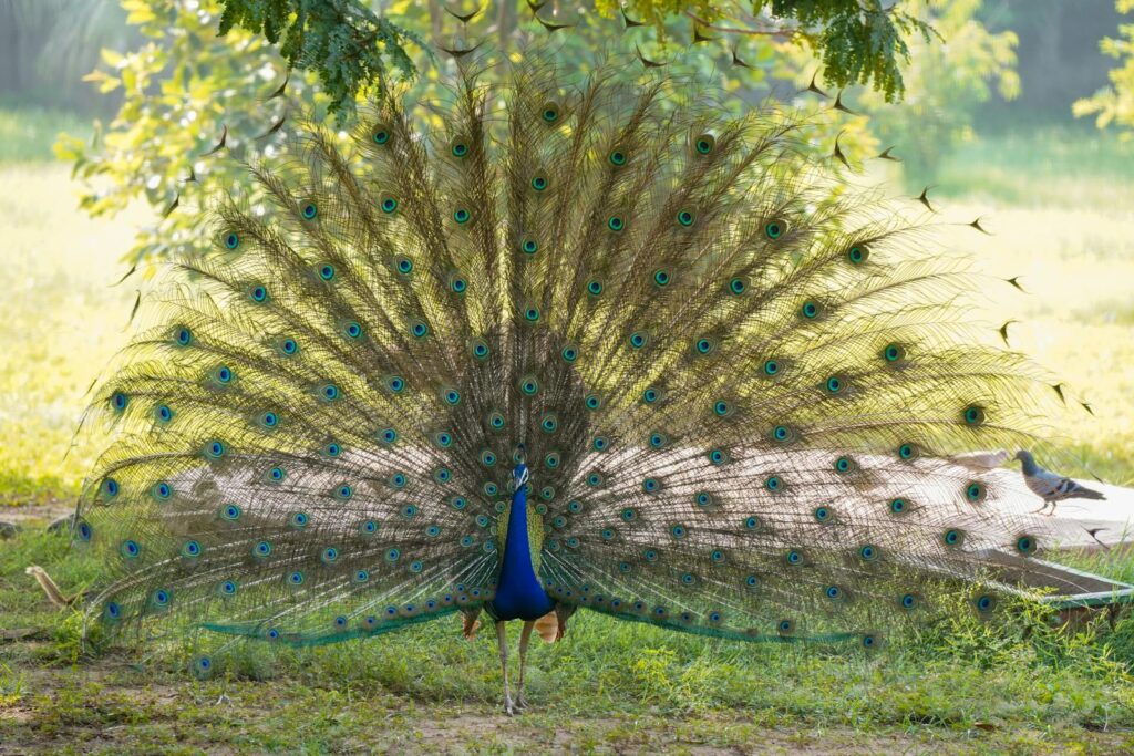 A proud peacock fully displays its magnificent fan of iridescent tail feathers.