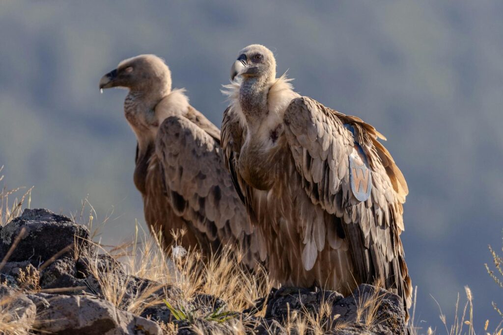 Two Rüppell’s Griffons stand on a rocky outcrop with light brown plumage.