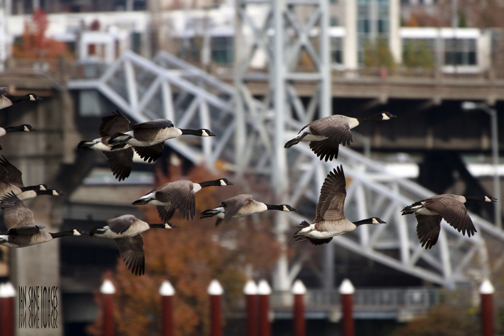 A flock of Canada Geese flies with buildings in the background.