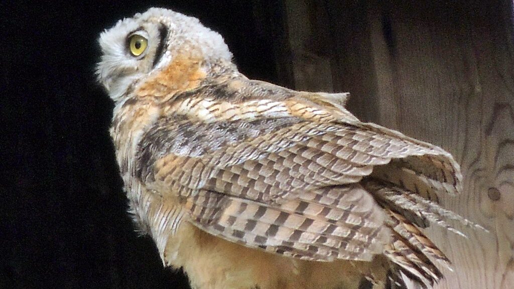 Juvenile Great Horned Owl perched on wooden railing