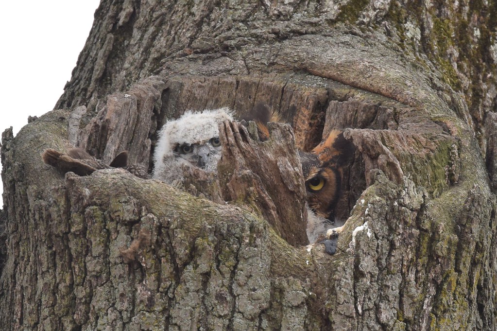 A great horned owl and its fluffy chick are nestled within a tree hollow.