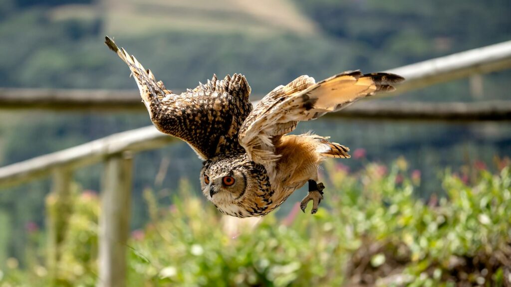 Stunning eagle owl mid-flight, showcasing its powerful wings and focused gaze in a vibrant outdoor setting.