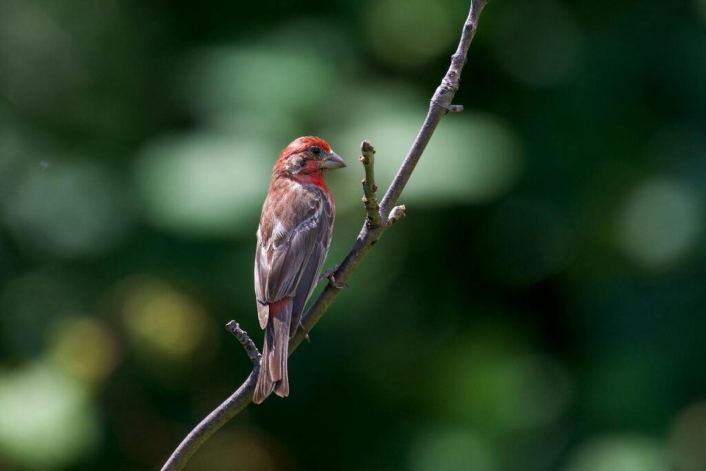 A vibrant common rosefinch perched on a branch with a lush green background.