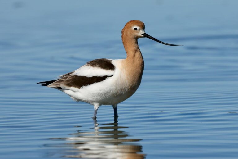 American Avocet wading in Moss Landing waters, showcasing its striking plumage.