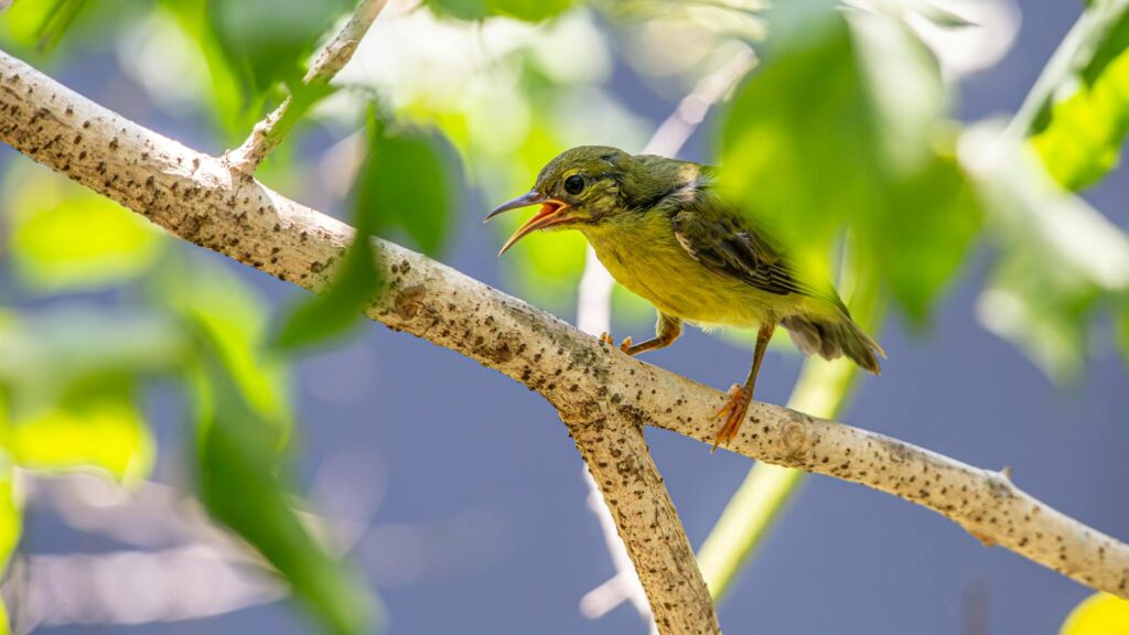 A Brown-throated Sunbird perches on a branch with its beak open.