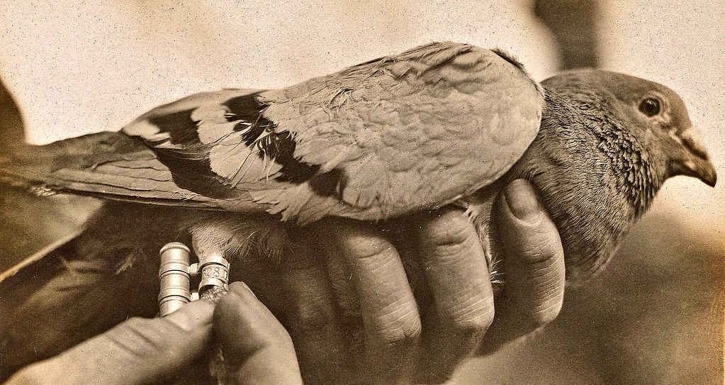 A Homing Pigeon is held by hands while a band is placed on its leg.