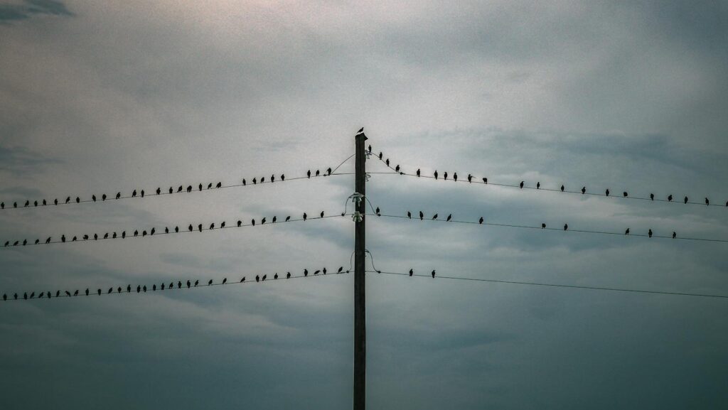 Silhouette of birds perched on power lines with a dramatic cloudy sky backdrop.