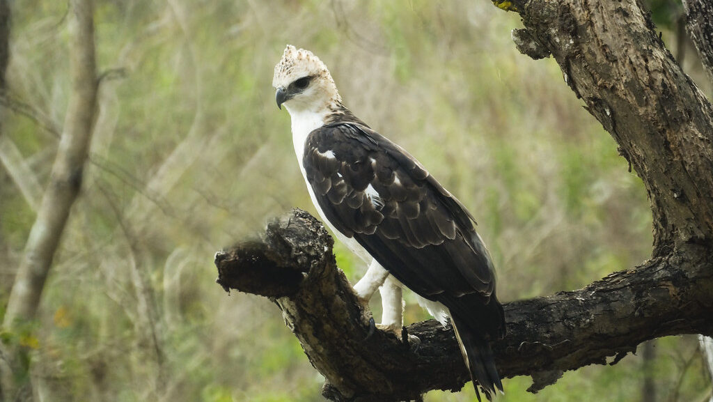 Flores Hawk-Eagle perched on tree branch with forest backdrop.
