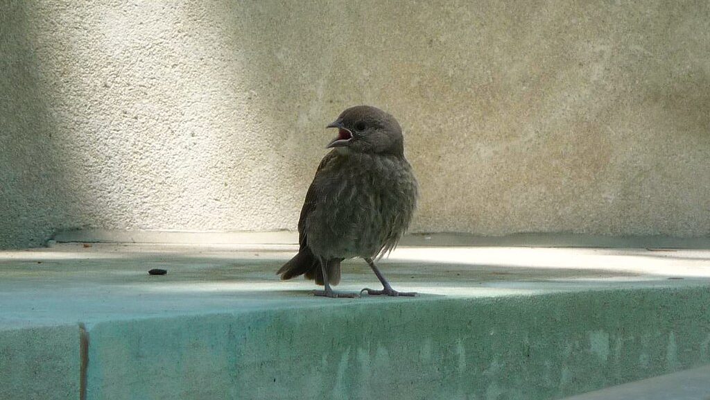 House Finch singing while perched on a bench