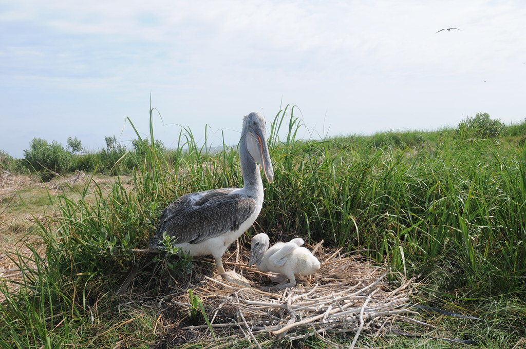 A large Spot-billed Pelican stands next to its chick in a nest surrounded by tall grass.