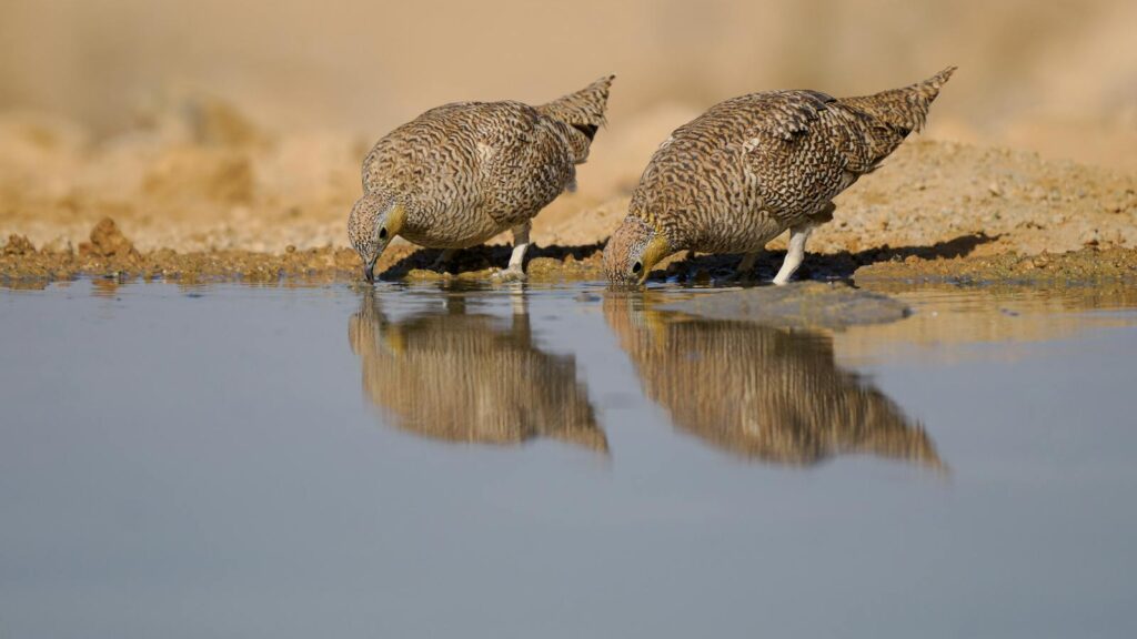 Two crowned sandgrouse with speckled brown feathers drink from a calm pool of water.