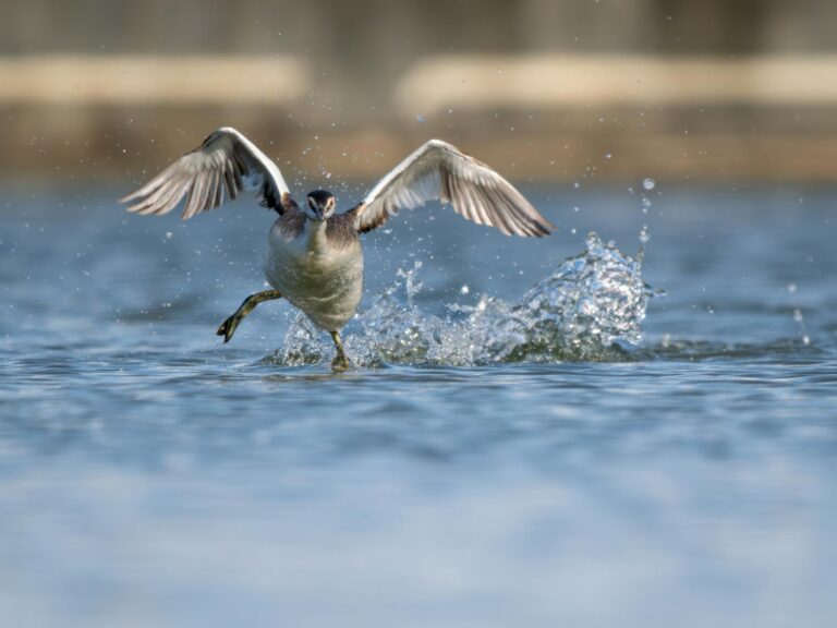 A Great Crested Grebe with spread wings creates a splash as it runs on water.