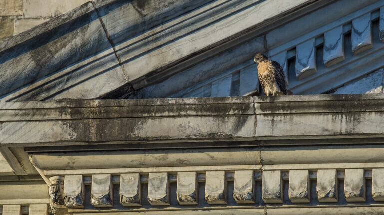Red-tailed Hawk perched on a city building ledge