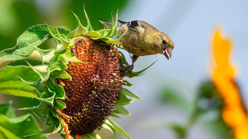 American Goldfinch perched on a sunflower