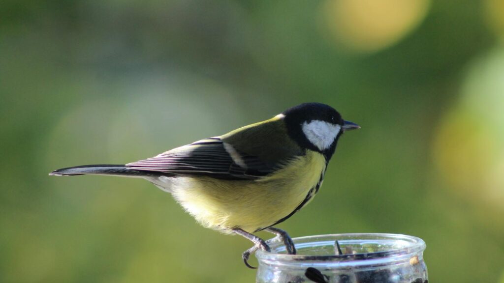 Great tit perched on glass jar eating bird seeds