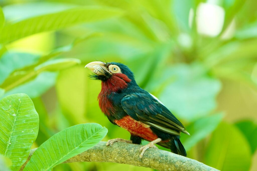 A vivid Bearded Barbet bird sits on a branch surrounded by lush green leaves.
