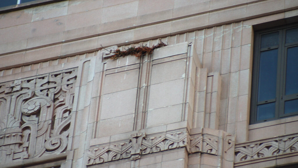 Red-tailed Hawk nest built on the ledge of a building