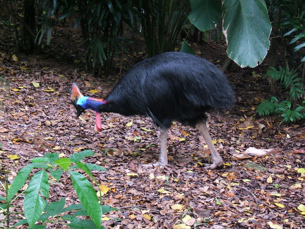 A southern cassowary with vibrant head colors forages on a leaf-covered forest floor.
