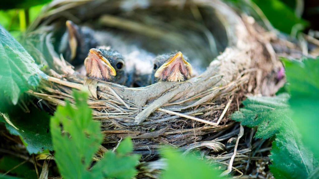 American Robin chicks in their nest