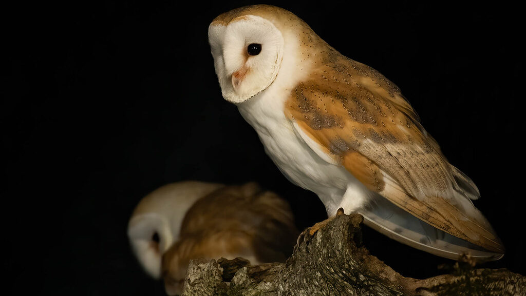 A Barn Owl with distinctive heart-shaped white face and brown wings perches on a branch in the dark.