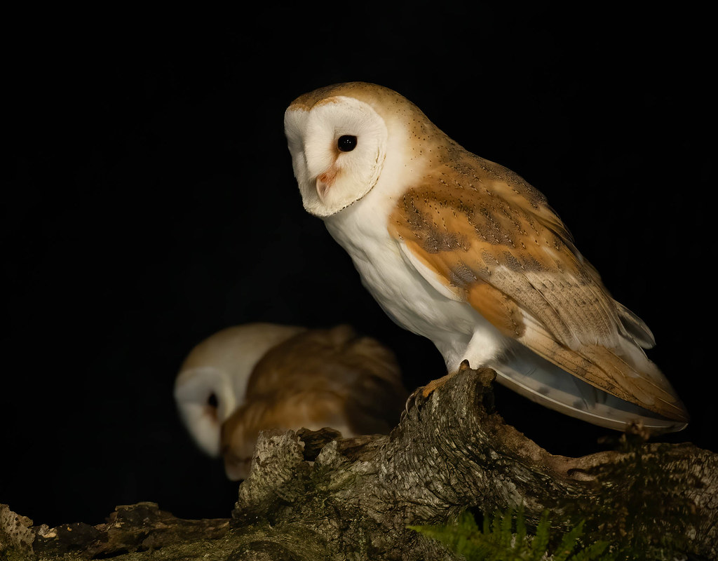 A Barn Owl with distinctive heart-shaped white face and brown wings perches on a branch in the dark.