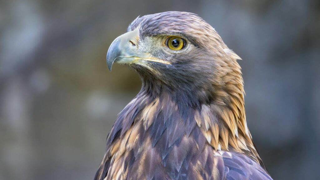 A close-up side profile of a Golden Eagle highlights its sharp beak and keen golden eye.
