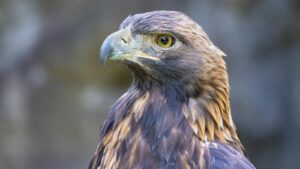 A close-up side profile of a Golden Eagle highlights its sharp beak and keen golden eye.