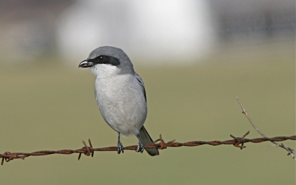 A Loggerhead Shrike perches on barbed wire, displaying its black mask.