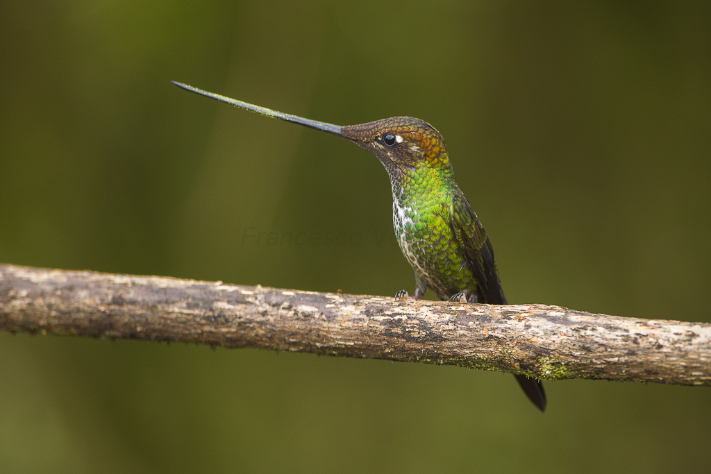 A Sword-billed Hummingbird perches on a branch, showcasing its remarkably long beak.