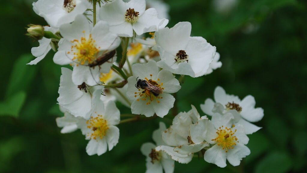 White multiflora rose flower with small insects