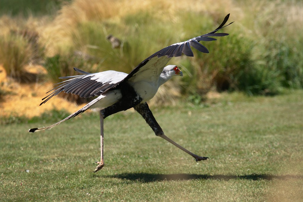 A Secretarybird runs across a grassy area with its wings partially spread.
