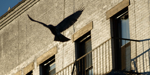 Silhouette of a fledgling Red-tailed Hawk flying through city