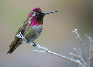 An Anna's hummingbird with iridescent pink and green feathers perches on a bare branch.