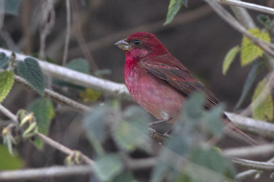 A Common Rosefinch perches on a branch, showing its vibrant rosy-red plumage.