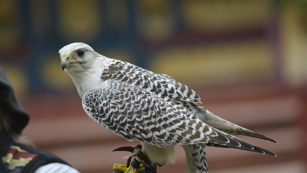 A Gyrfalcon with white and black mottled plumage perches on a gloved hand.